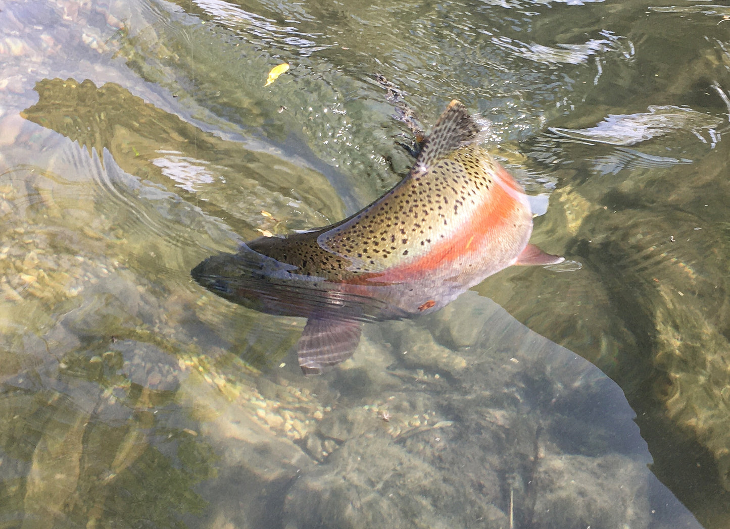 zu sehen ist ein Fisch in klarem Wasser