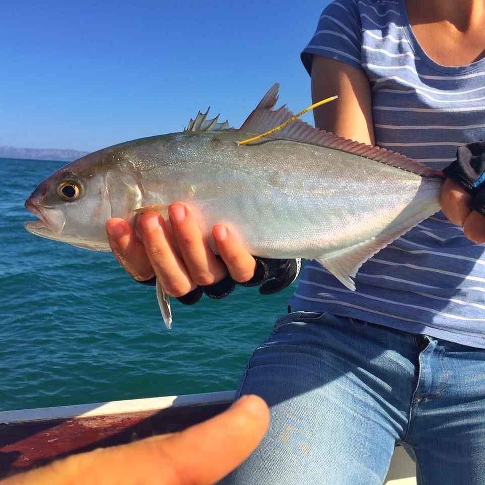 zu sehen ist ein gefangener und getaggter Leerfisch