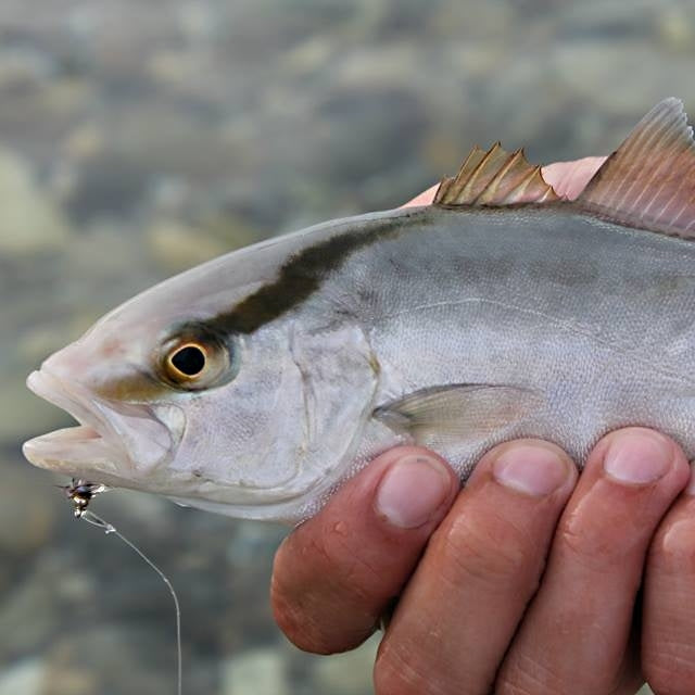 zu sehen ist ein Leerfisch mit Fliege im Maul