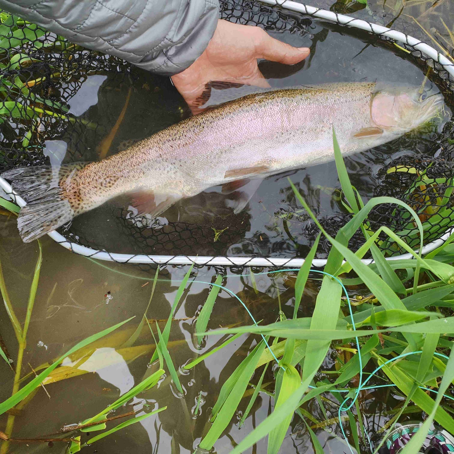 Eine prächtige Regenbogenforelle im Kescher