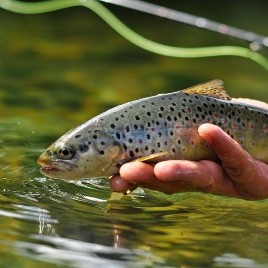 zu sehen ist eine Bachforelle in der Hand des Fischers