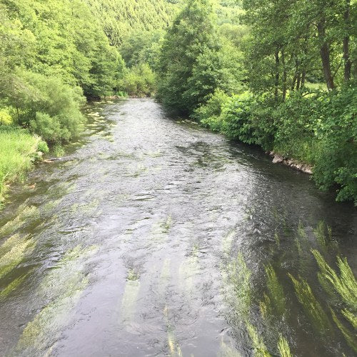 zu sehen ist ein breiter Bach durch den Wald fließend