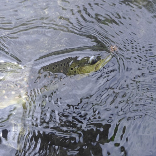 eine forelle mit fliege im Maul