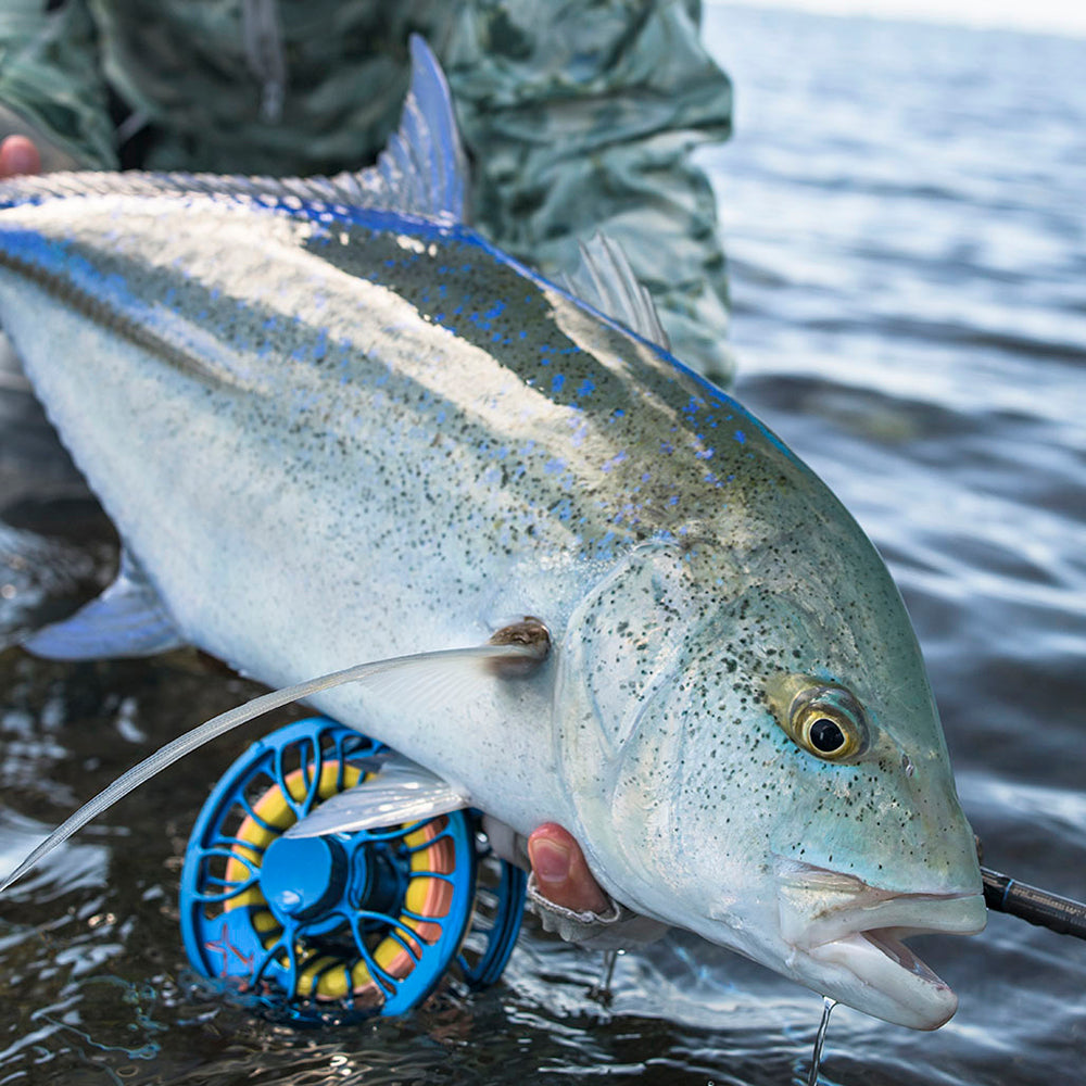 zu sehen ist ein großer Fisch und im Hintergrund eine blaue Fliegenrolle