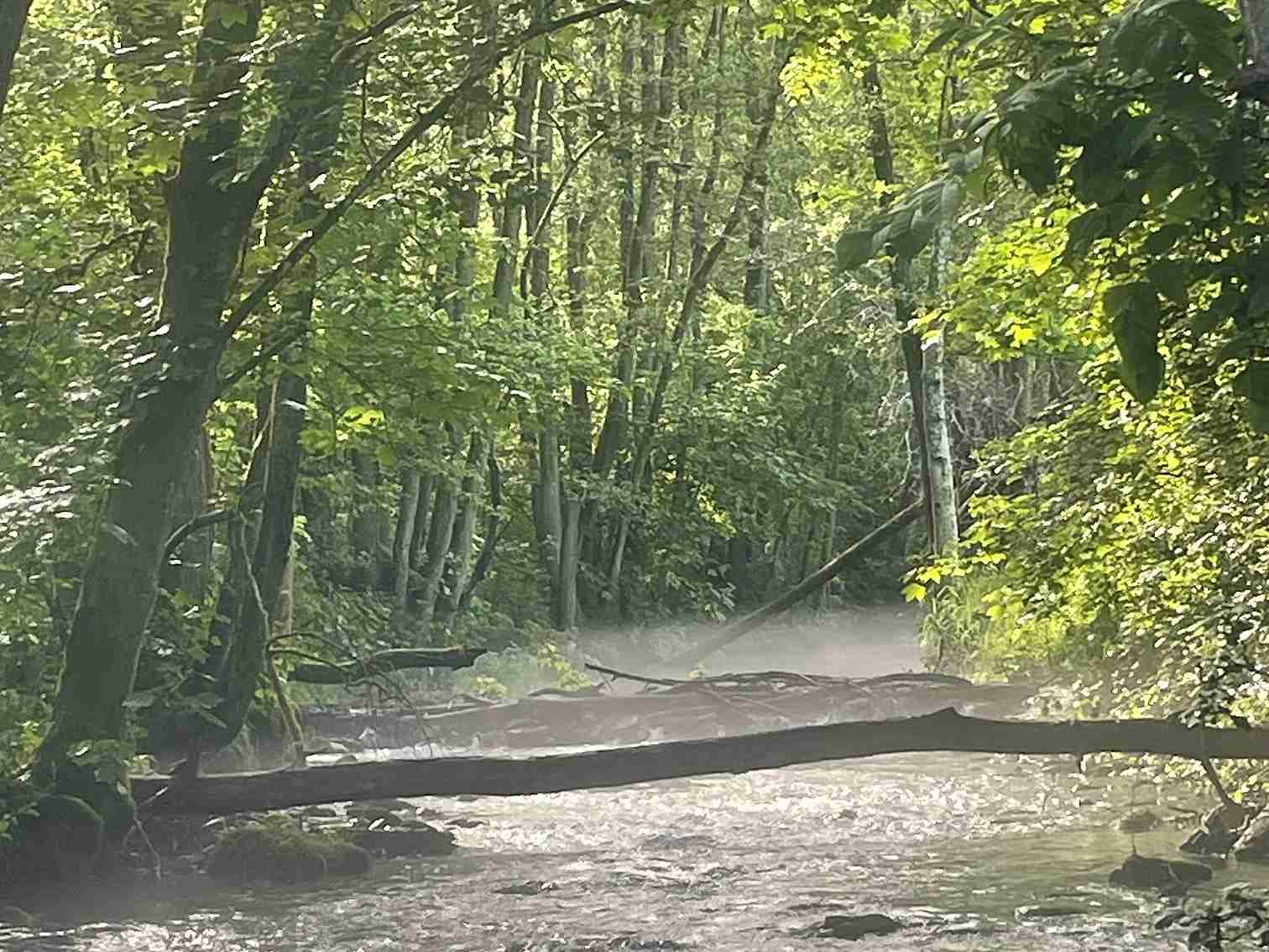 Fliegenfischen am kleinen Bach