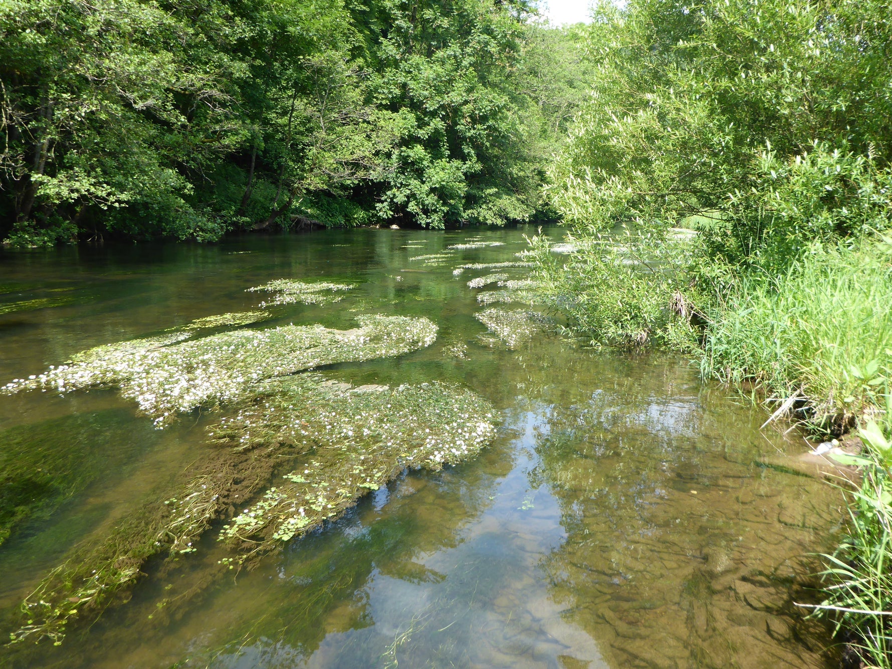 Fliegenfischen an der Kyll