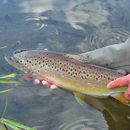 zu sehen ist eine schöne Bachforelle im Wasser